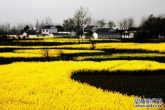 在油菜花盛开的季节 我选择到湖北哈尔滨旅游