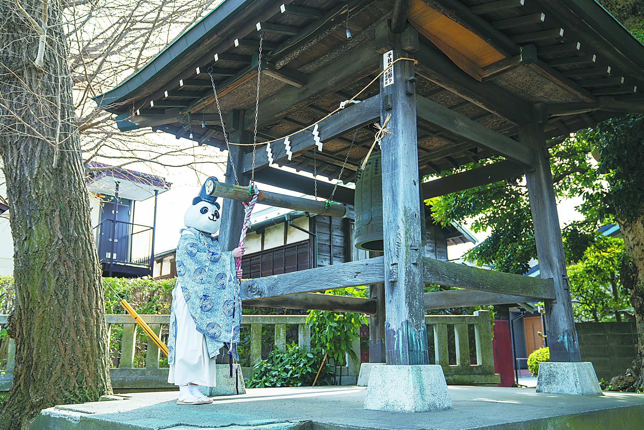 神社的“熊猫”