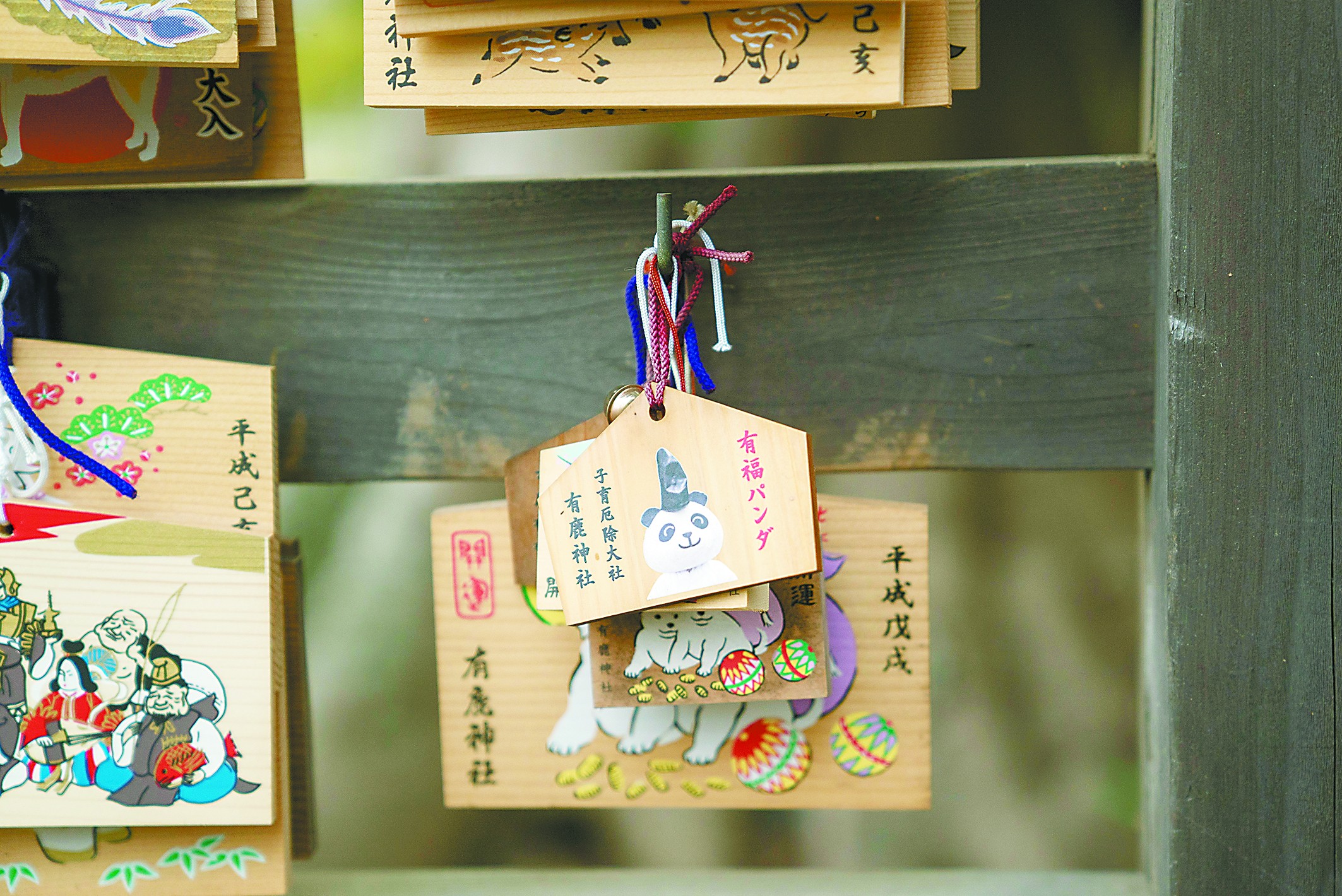 神社的“熊猫”