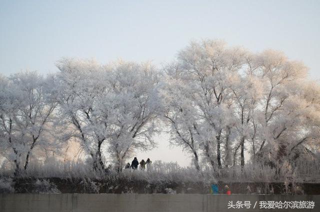 哈尔滨旅游相当有特点的攻略,必去的景点有哪些