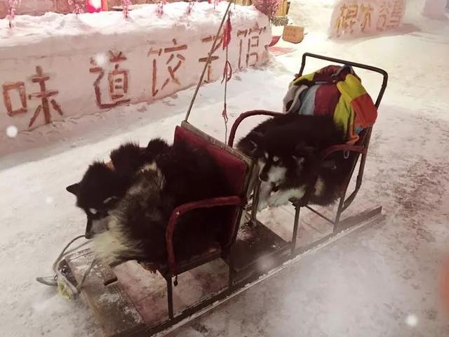 坐“绿皮车”去哈尔滨看雪,哈尔滨四日游攻略