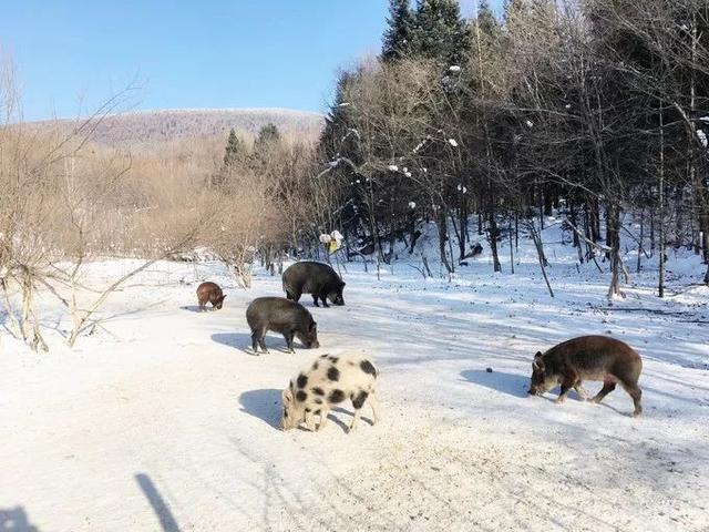 坐“绿皮车”去哈尔滨看雪,哈尔滨四日游攻略