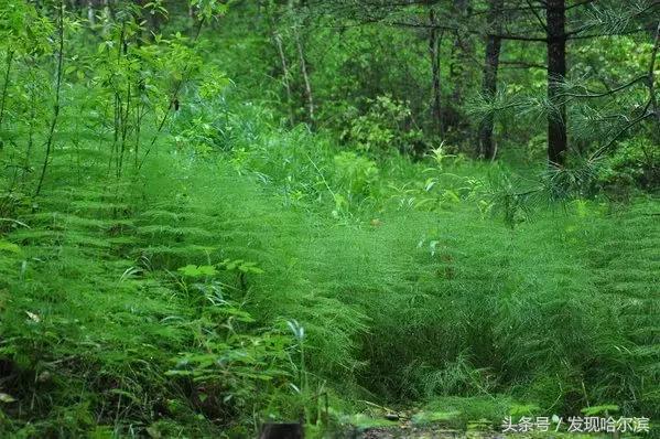 哈尔滨人周末出游小攻略!水世界、爬山、公园啥都有!没想好去哪