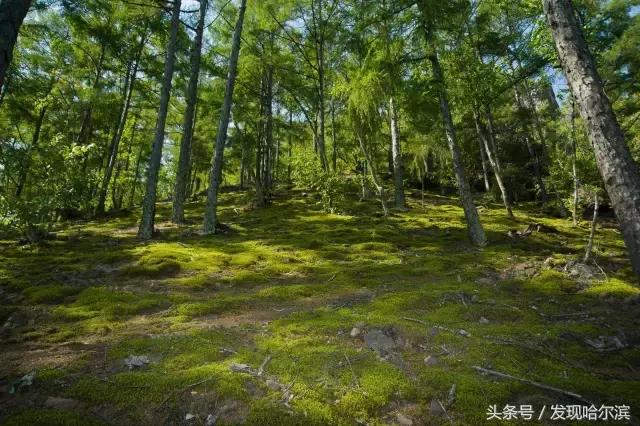 哈尔滨人周末出游小攻略!水世界、爬山、公园啥都有!没想好去哪