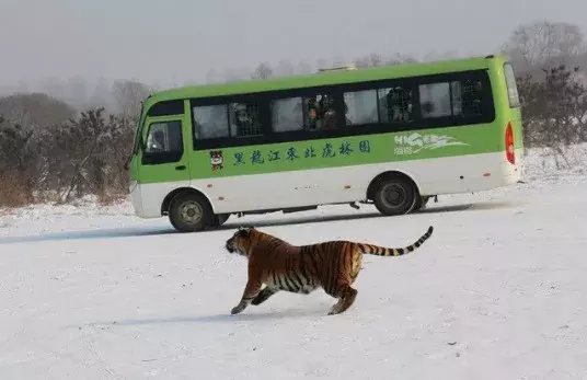 如何在冰城趣玩一冬?来哈尔滨必去的12个美景圣地!