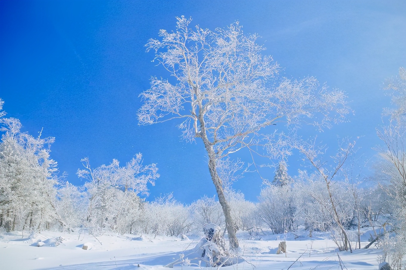要来哈尔滨旅游吗?我做了一份超级详细的攻略!看这就够了