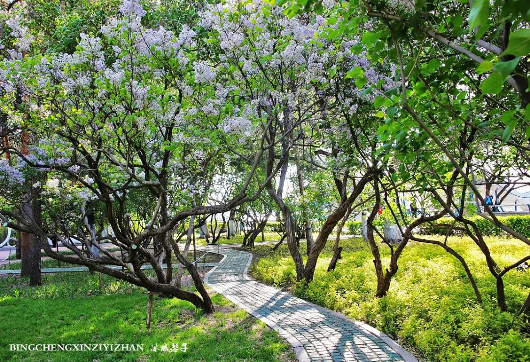 去哈尔滨旅游最应该的地方是哪里?松花江畔的斯大林公园