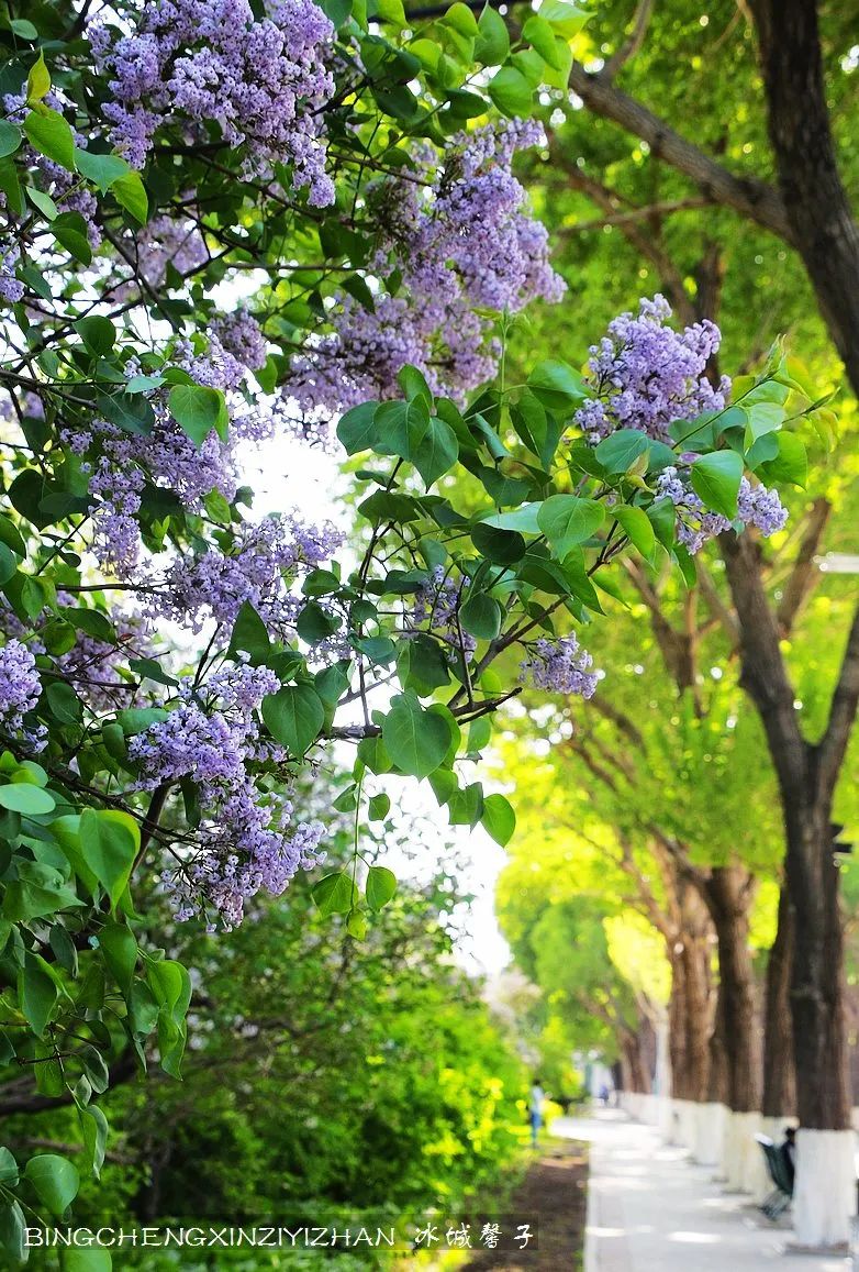 去哈尔滨旅游最应该的地方是哪里?松花江畔的斯大林公园