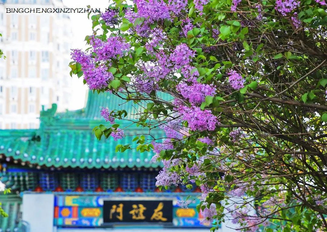 去哈尔滨旅游最应该的地方是哪里?松花江畔的斯大林公园