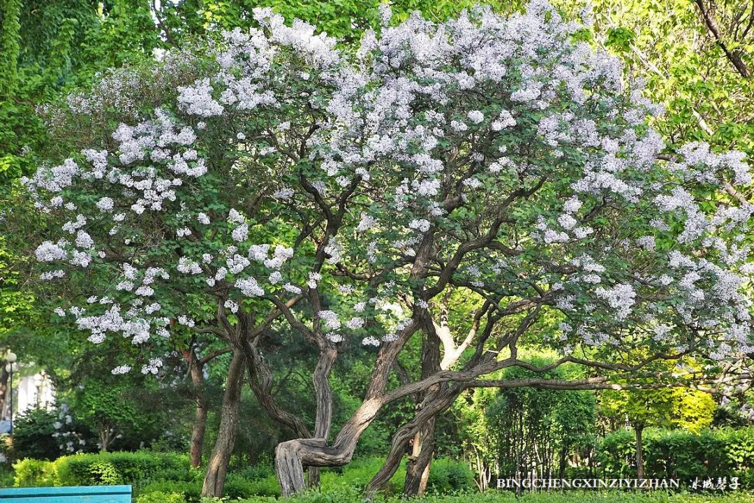 去哈尔滨旅游最应该的地方是哪里?松花江畔的斯大林公园