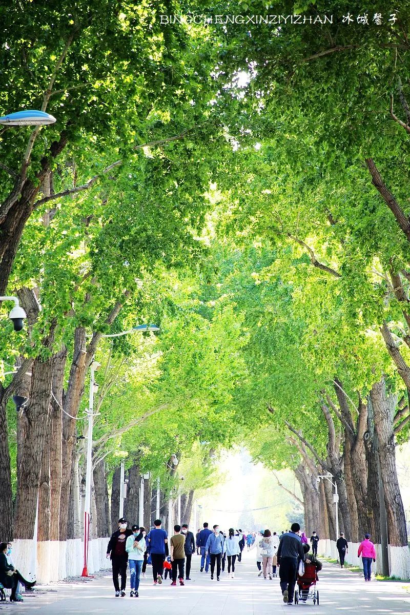 去哈尔滨旅游最应该的地方是哪里?松花江畔的斯大林公园
