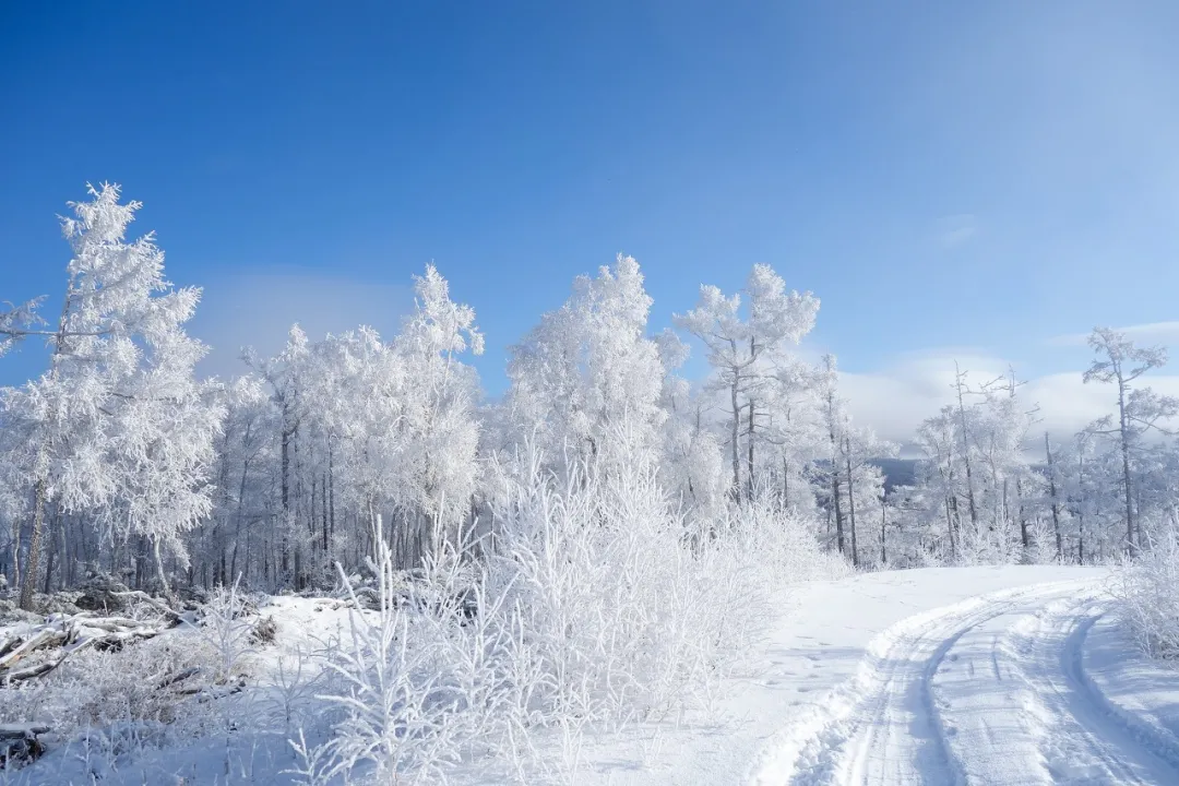 冬季玩雪去哪里?逛商业街、看浪漫雪景?哈尔滨经典游玩路线推荐