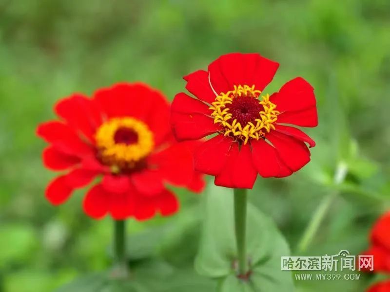 最美的风景,一直在路上丨“哈尔滨人游哈尔滨”最佳自驾线路来了,4条超美线路请收藏